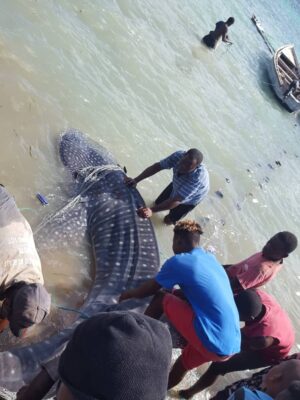 Haïti/Environnement: Découverte étrange d’un poisson géant à Grand Boucan dans les Nippes