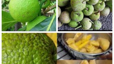 Haiti/Crise: des familles consomment de l'arbre véritable et cherchent les 10 bienfaits de cet aliment