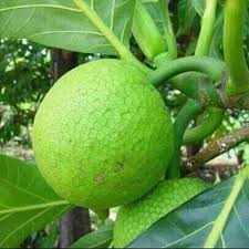 Haiti/Crise: des familles consomment de l'arbre véritable et cherchent les 10 bienfaits de cet aliment