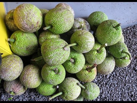 Haiti/Crise: des familles consomment de l'arbre véritable et cherchent les 10 bienfaits de cet aliment