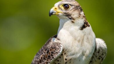 Le faucon le plus cher au monde vendu aux enchères à 1 million de dollars