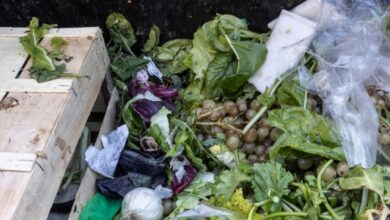 Les pertes et les gaspillages alimentaires s'élèvent à 750 milliards de dollars par an, selon la FAO
