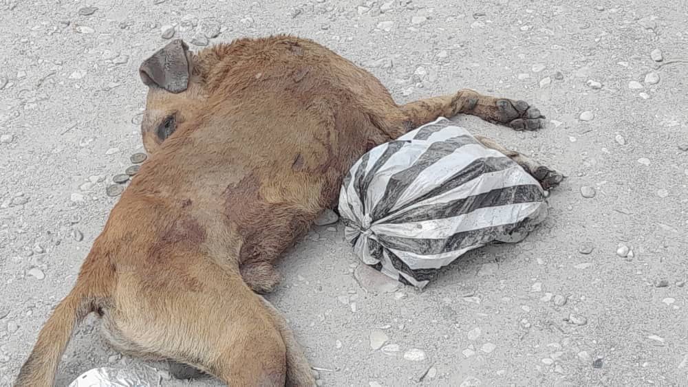 Haiti/Spiritualité: Des chiens sacrifiés à chaque carrefour de la ville des Cayes