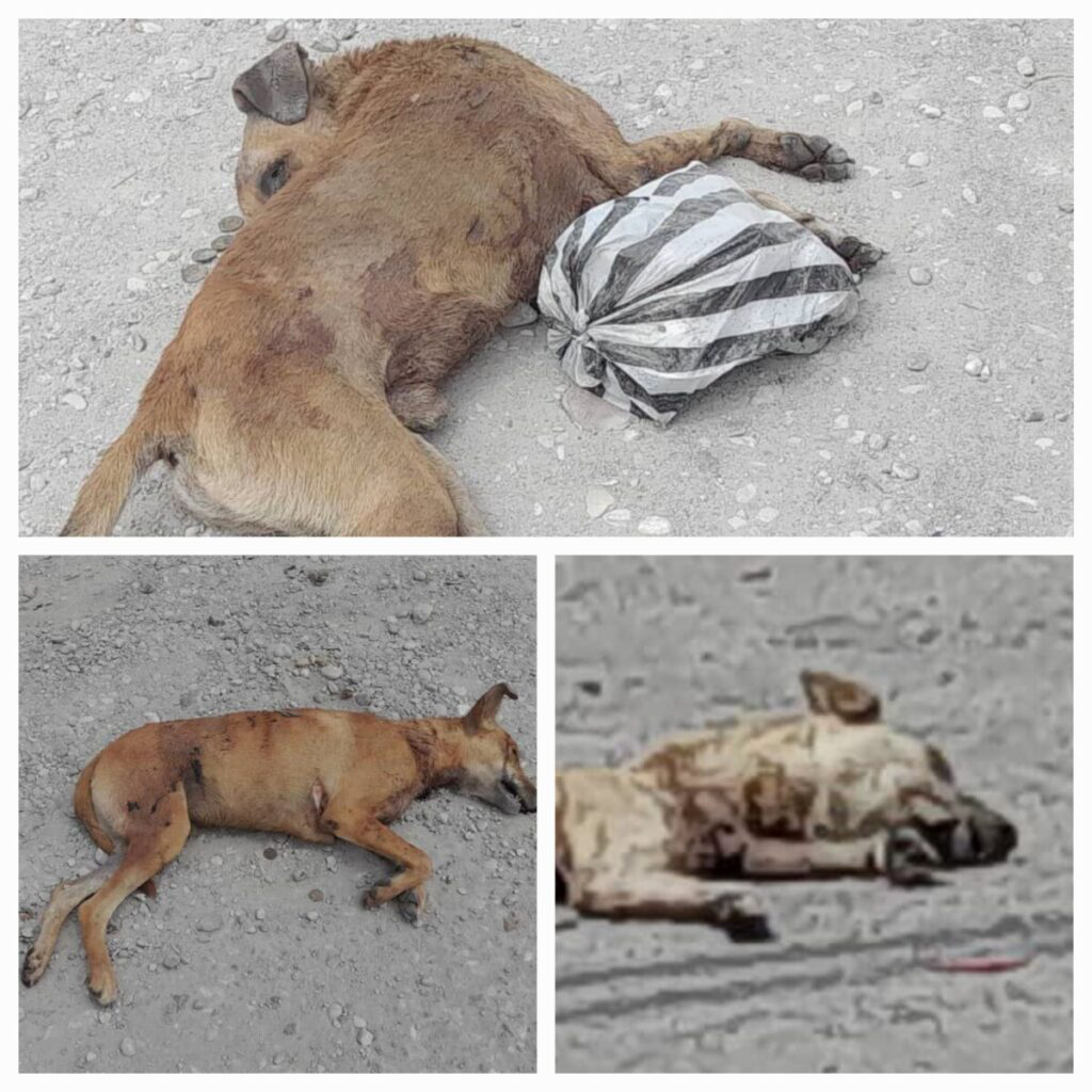 Haiti/Spiritualité: Des chiens sacrifiés à chaque carrefour de la ville des Cayes