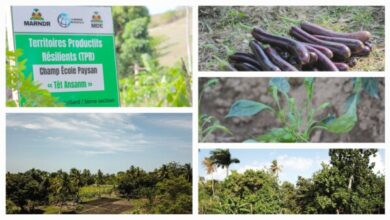 Agriculture/TPR: Création de 50 "Champ École Paysan" dans le département des Nippes
