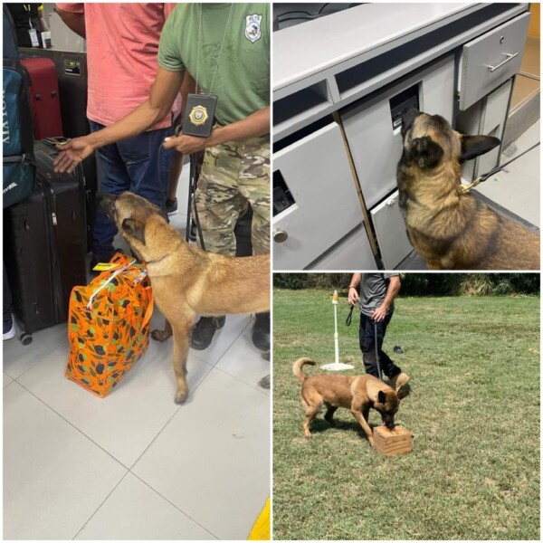 Deux nouveaux chiens spécialisés au service de la BLTS à l'aéroport international Toussaint Louverture