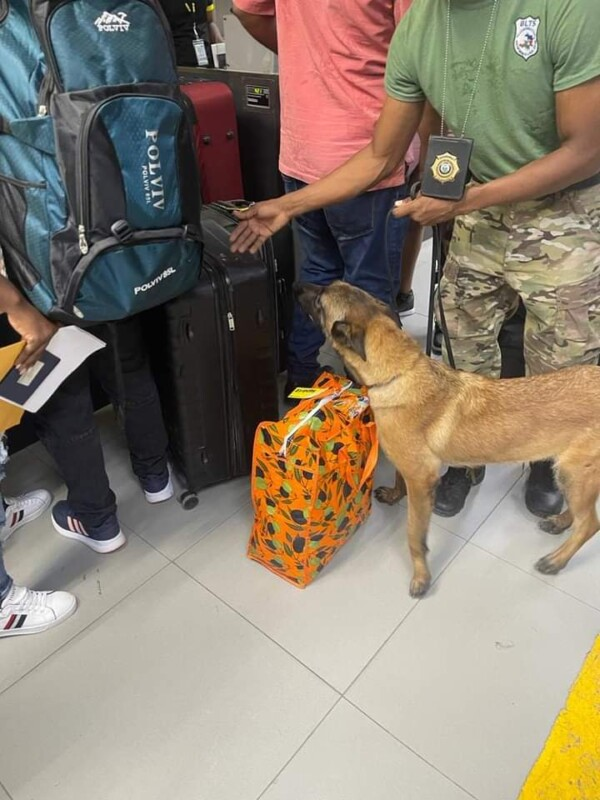 Deux nouveaux chiens spécialisés au service de la BLTS à l'aéroport international Toussaint Louverture