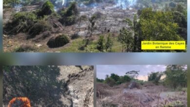 Coup dur aux Cayes : le Jardin Botanique dévasté, visites suspendues 4 Coup dur aux Cayes : le Jardin Botanique dévasté, visites suspendues
